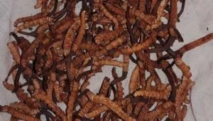 Yarsa gumba is famous medicinal plant of nepal himalaya