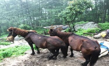 muels looking at the trekkers and giving us way on route of Arun valley