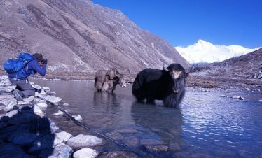 trekker taking picture of yak and mt choyu at gokyo lakes
