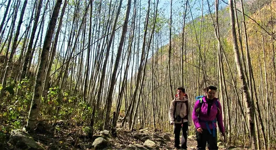 walking through the jungle in langtang valley trek