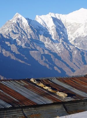 Langtang lirung seen from Laurebina tea house we stayed