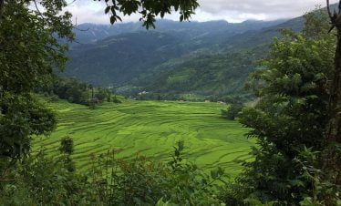Green paddy field captured from our trekking trail in Melamchi village
