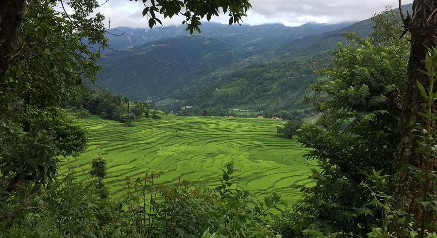 Green paddy field captured from our trekking trail in Melamchivillage