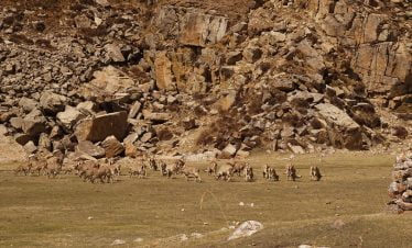 Blue sheep grazing by the side of trekking trail to kanchenjunga basecamp