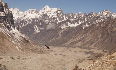 Falcon flying above the glacier of kanchenjunga