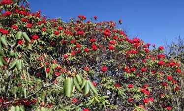 Rhododendron flowers in the spring trekking to kopra danda