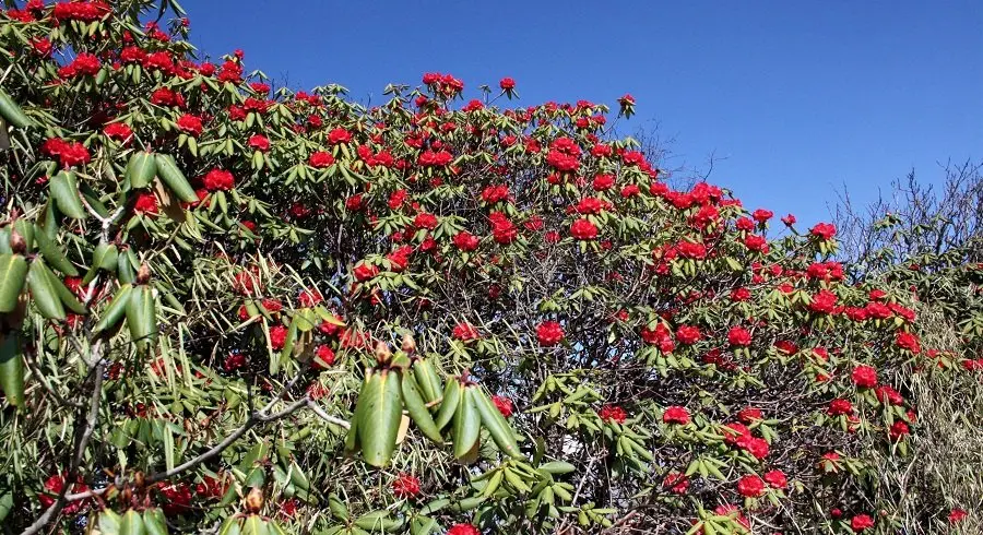 Rhododendron flowers in the spring trekking to kopra danda