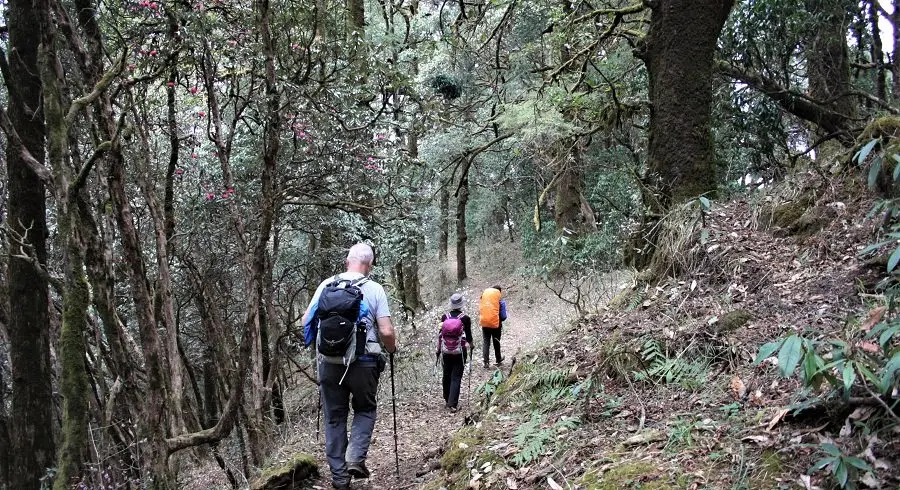 Trekking through the jungle of Khopra jungle