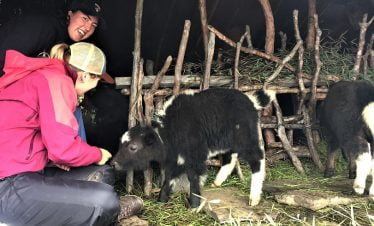 Trekkers enjoying the closeness of baby yaks in the local shed in their mardi himal trek