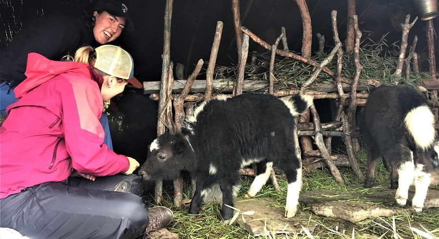 Trekkers enjoying the closeness of baby yaks in the local shed in their mardi himal trek