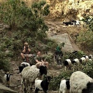 sheeps blocking walkway for trekkers on tsum valley trek
