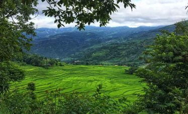 Looking through the trees shows beautiful landscape and terrain of paddy field in our cycling tour