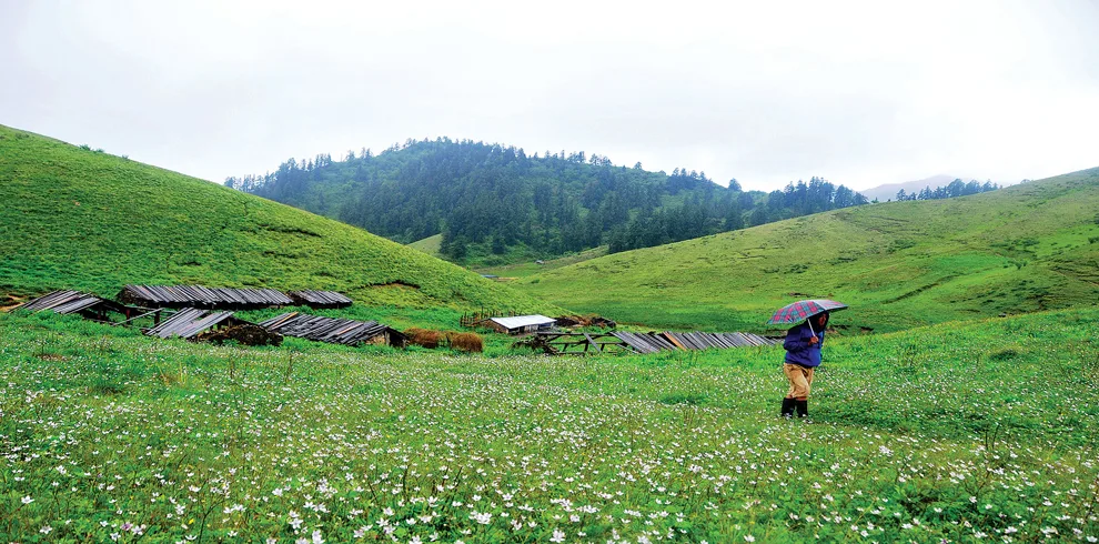 Under the umbrella, lost in the bloom of the earth at jaljala