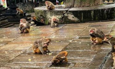 monkeys seen at swyambhunath temple, seen on 1 day Kathmandu Tour