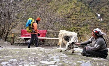 Baby yak infront of his owner - captured in our trek in Langtang