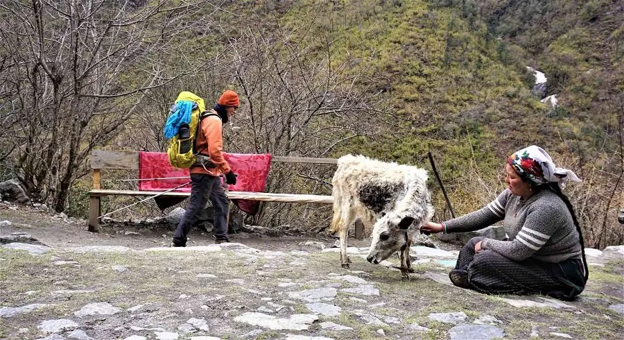 Baby yak infront of his owner - captured in our trek in Langtang