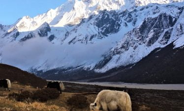 White yeak grazing in the white Himalayan background