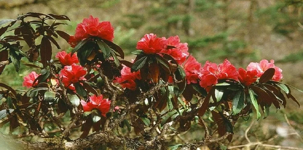 makalu base camp trek