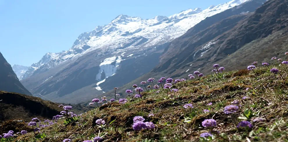 Colorful flowers at your feet and majestic mountains ahead at Na