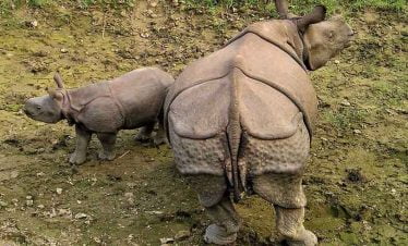 Family of one horned Rhino in an adventure excursion