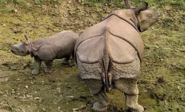 Family of one horned Rhino in an adventure excursion