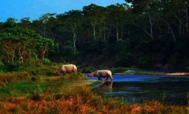 sighting of one horned rhino in one nepal luxury tour package