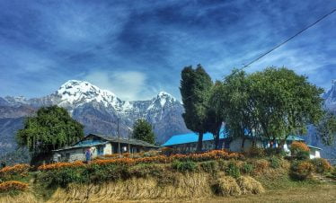 Beautiful tea house surrounded with flowers and close to the Annapurna Himalaya while trekking poonhill in the spring