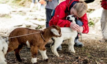 Goat love explored in poonhill trekking