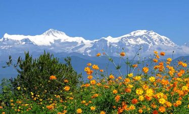 Mountains and the beauty of flower seen from one of the local house in Rampur village