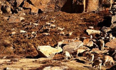 Blue sheep on sight, grazing by the trekking trail of Limi Valley