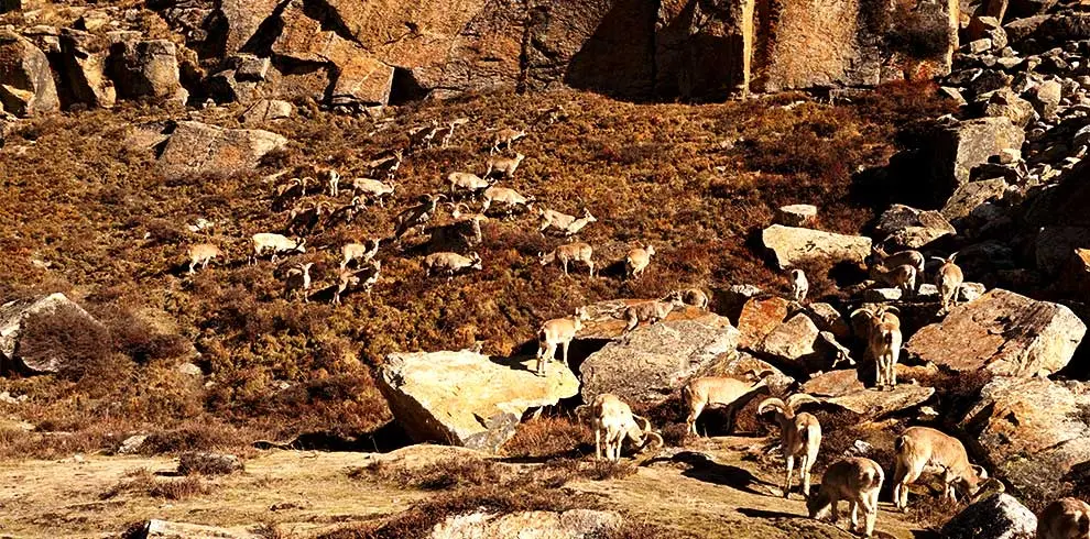 Blue sheep on sight, grazing by the trekking trail of Limi Valley
