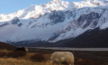 white yak grazing in Kyanjing village