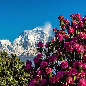 Poonhill Mohare Dada Circuit Trek 1 View of rhododendren and mount dhaulagiri