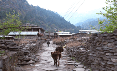 Trekking trail to Gangapurna