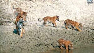 tiger in bardiya national park