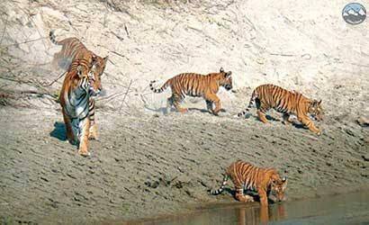tiger in bardiya national park