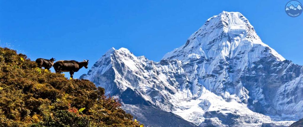 Phaplu Everest Base Camp Trek 3 Phaplu everest basecamp trek