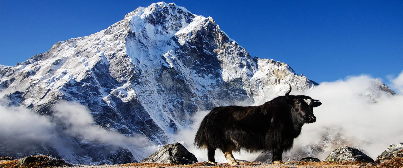 Ultimate Guide To Everest Base Camp Short Trekking: Experience The Majesty In Less Than 2 Weeks! 7 Everest base camp short trekking
