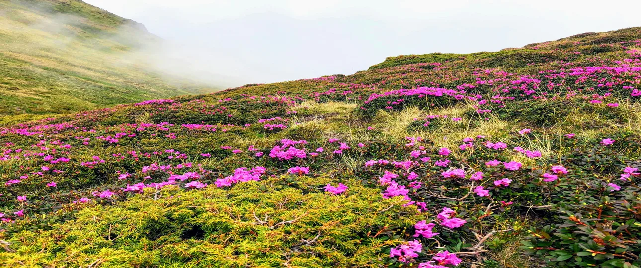 Nepal Tour Trekking - Ultimate Adventures Guide 8 Spring season trekking in nepal