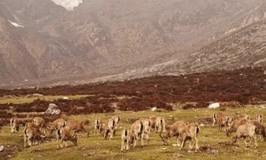 Wildlife of Kanchenjunga Region.