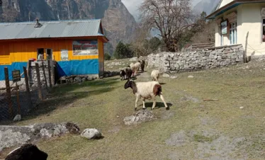 the real locals (Sheeps) owning the path