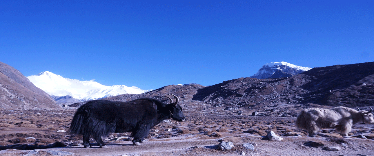 Yaks walking across the high-altitude landscape near gokyo lake, nepal, with snow-covered himalayan peaks under a clear blue sky.