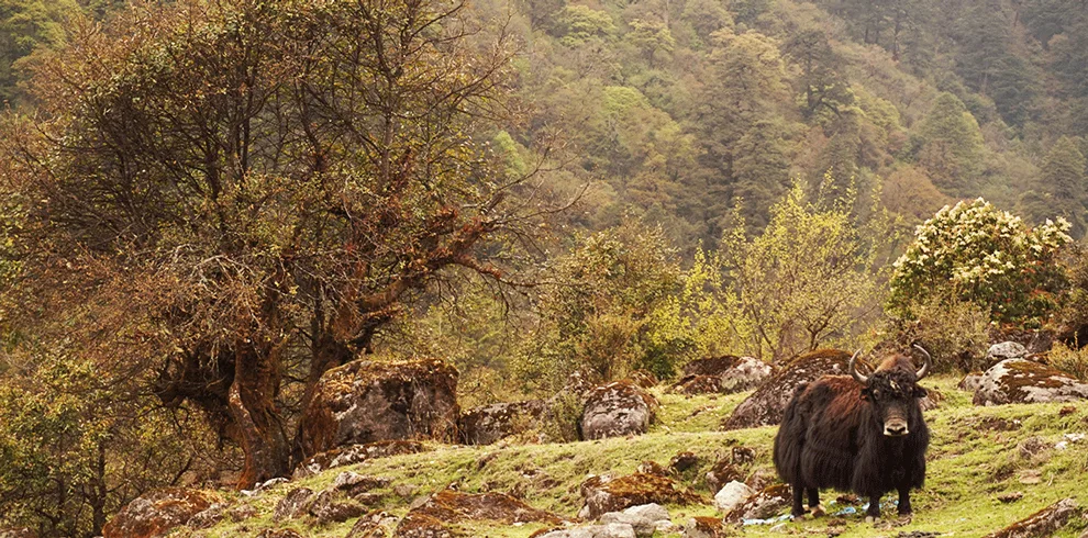 Kanchenjunga South Basecamp Trek 3 Wildlife at kancenjunga south basecamp trek