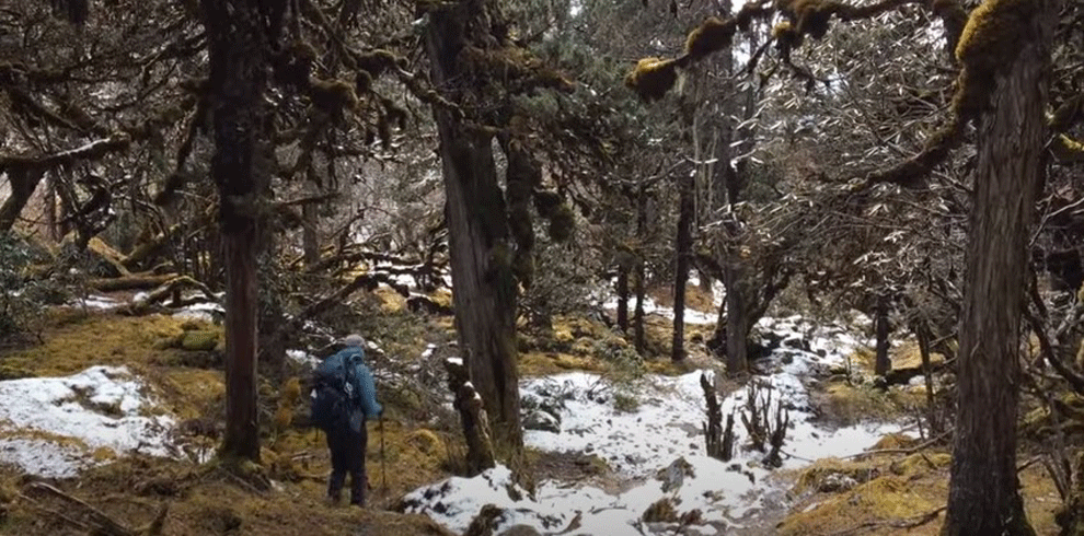 Kanchenjunga south basecamp trek route.